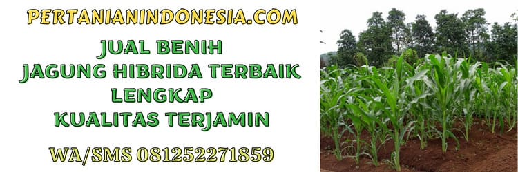 jual,pertanian indonesia,murah,jual jagung hibrida terbaik,jual jagung hibrida terbaik murah